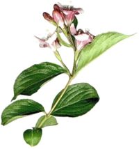 The Bush Violet flowering