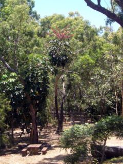 Schefflera actinophylla in the Cooktown Botanic Gardens, Queensland