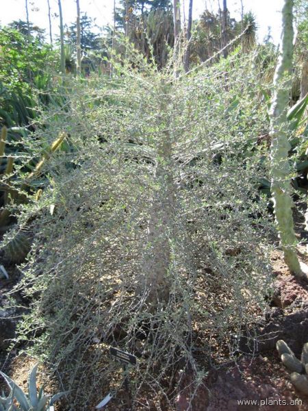 File:Fouquieria columnaris-IMG 0459 hunt07.jpg