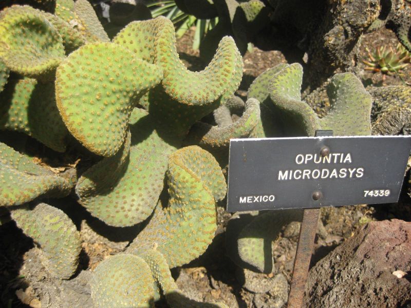 File:IMG 2242 hunt0903.jpg