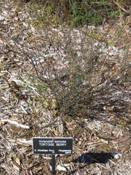 File:Nylandtia spinosa-tortoise berry-IMG 0843 hunt07.jpg