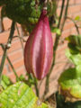 fruit closed