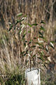 Thumbnail for version as of 04:23, 15 September 2007
