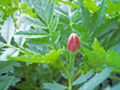 Tagetes-flower grow