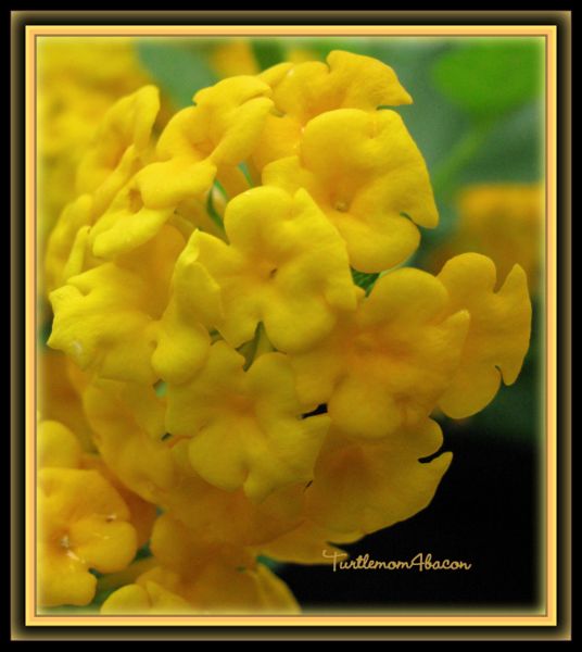 File:Yellow lantana-6496.jpg