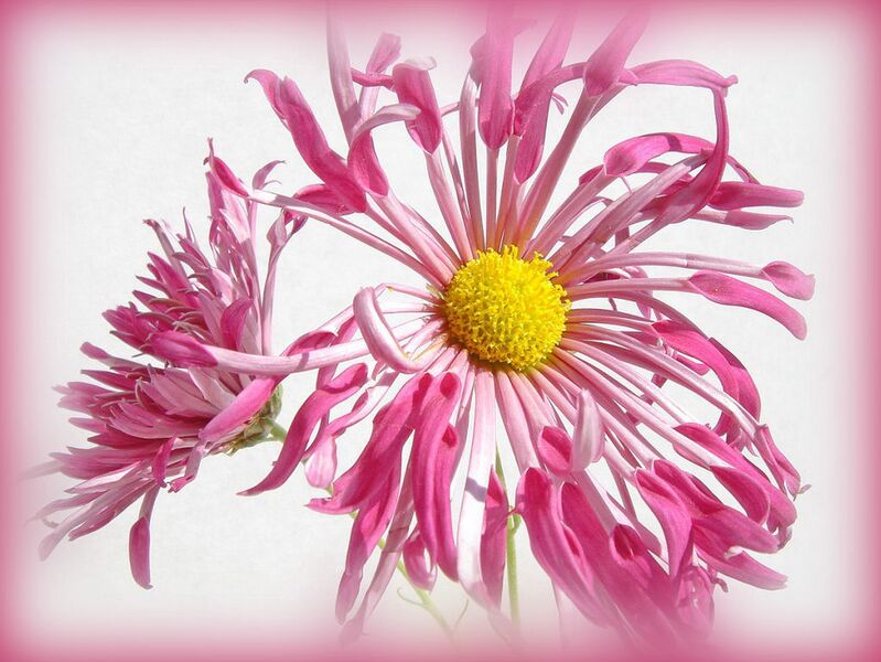 File:1023px-Pink shaggy mums-5253.jpg