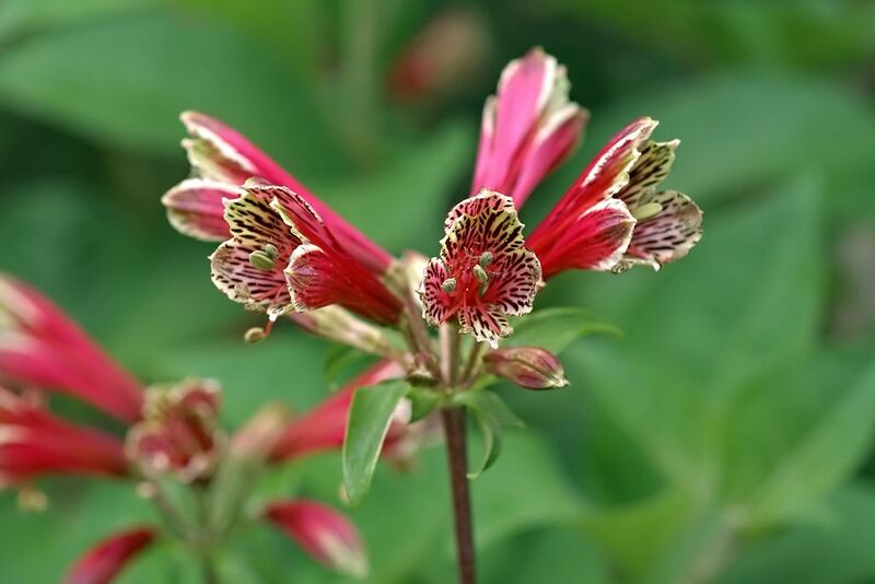 File:1024px-Alstroemeria psittacina-2470.jpg