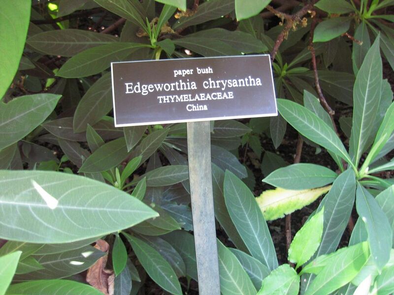 File:1024px-IMG 0296 nybg09.jpg