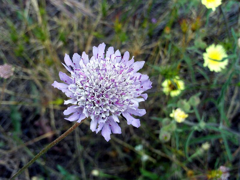 File:1024px-Scabiosa atropurpurea Flower Closeup DehesaBoyalPuertollano.jpg