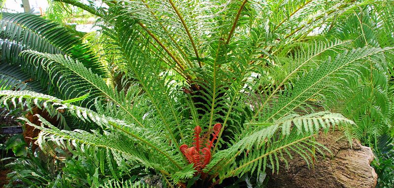 File:1280px-Blechnum brasiliense.JPG