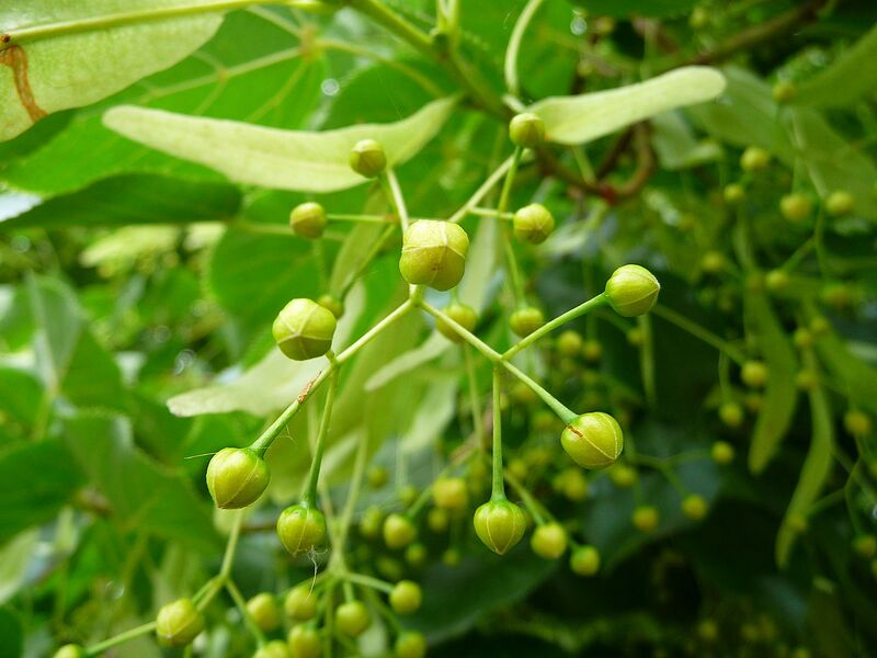 File:1280px-Geschlossene Blütenknospen der Sommerlinde.JPG