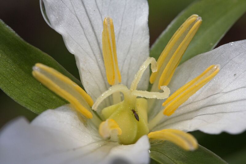 File:1280px-Trillium ovatum 1292.JPG