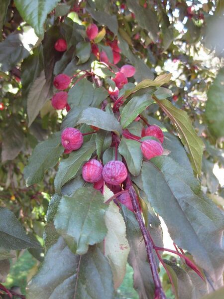 File:576px-IMG 0442 nybg09.jpg