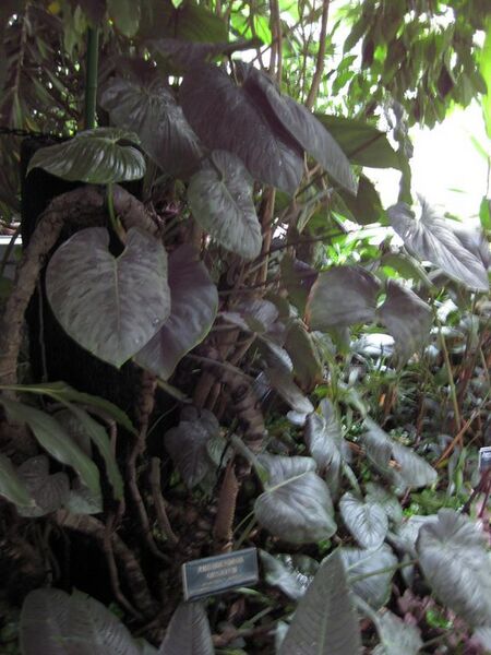 File:576px-IMG 1141 bbg09.jpg