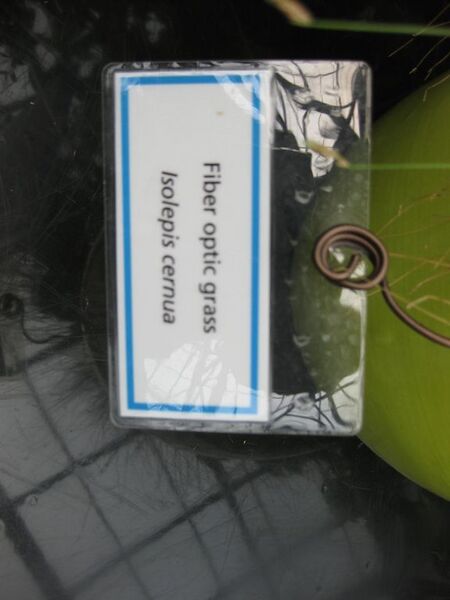 File:576px-IMG 7551 hunt09jun.jpg