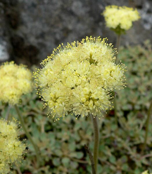 File:672px-Eriogonum ursinum 3.jpg