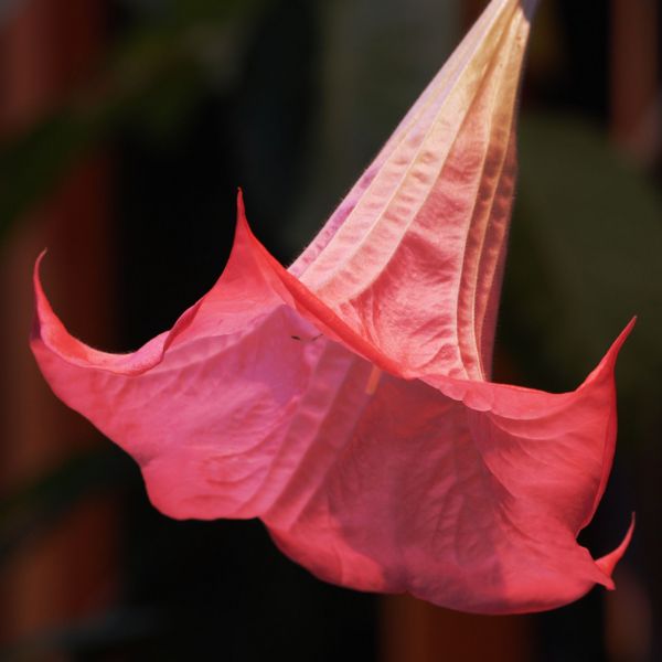File:A blast of the trumpet-4124.jpg