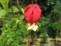 Flower of A. megapotamicum