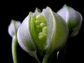 An Alstroemeria seed pod opening.
