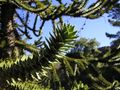 Foliage closeup