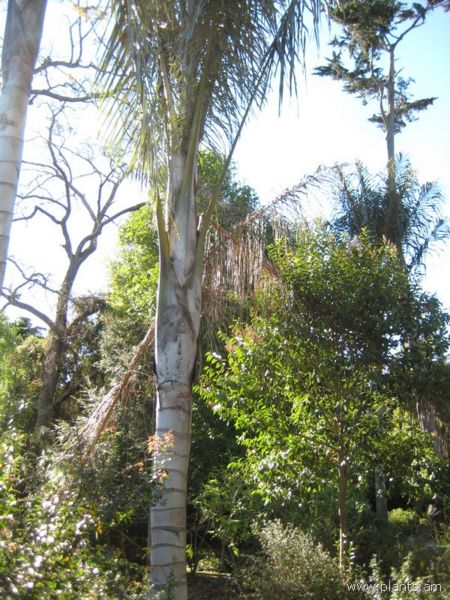 File:Ceroxylon quindiuense-IMG 7047 sfbg0308.jpg