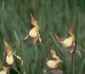 Thumbnail for version as of 09:53, 4 July 2007