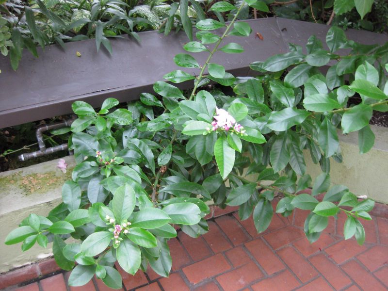 File:IMG 0952 bbg09.jpg