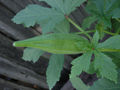 Thumbnail for version as of 11:29, 5 May 2007