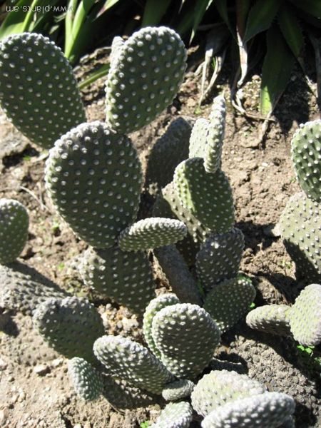 File:Opuntia microdasys albispina-rabbit ear cactus-IMG 0493 hunt07.jpg