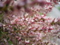Tamarix gallica