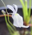 Thumbnail for version as of 20:23, 1 March 2009