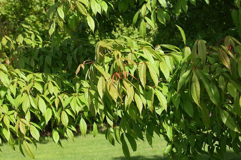 File:1024px-Acer mandshuricum foliage.jpg