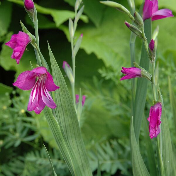 File:1024px-Gladiolus imbricatus1003.jpg