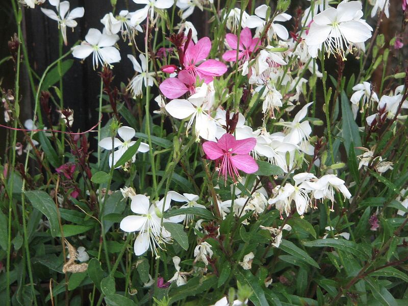 File:1280px-Gaura lindheimeri cv001.jpg