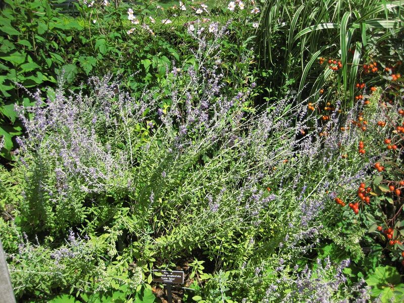 File:1280px-IMG 0041 nybg09.jpg