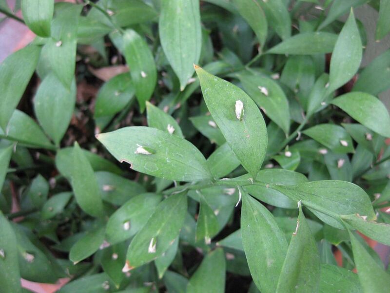 File:1280px-IMG 1048 bbg09.jpg