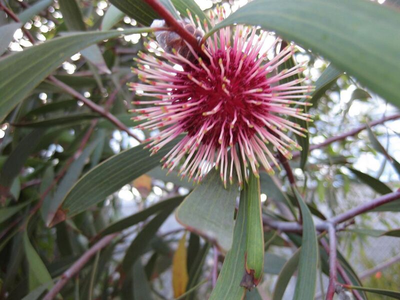 File:1280px-IMG 2744 ucla09.jpg