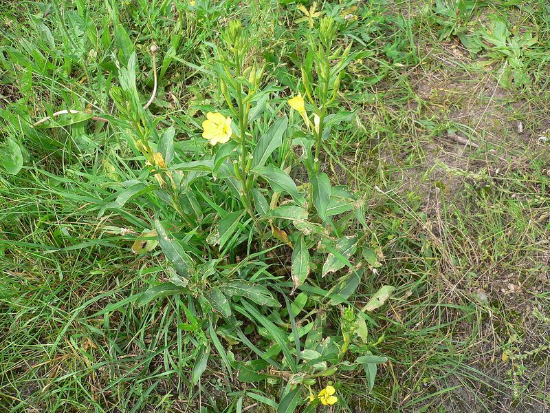 File:1280px-Oenothera biennis 20050825 940.jpg