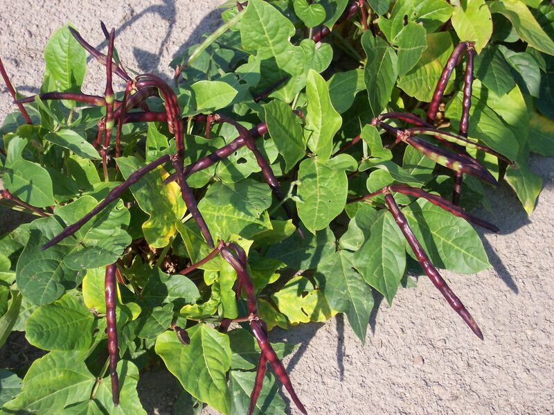 File:1280px-Quick pick 1.jpg