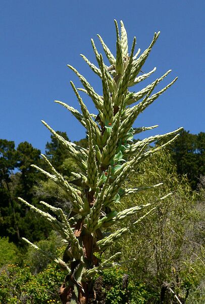 File:520px-Puya chilensis 4.jpg