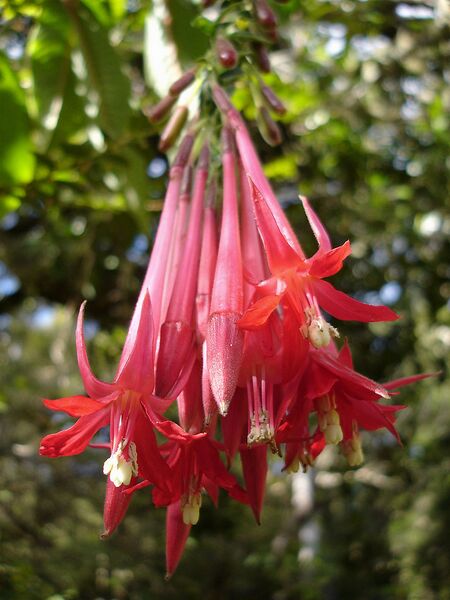 File:768px-Fuchsia-boliviana-Réunion.jpg