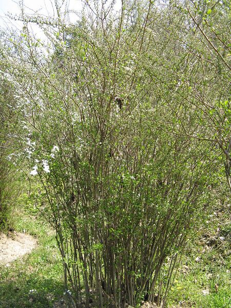 File:768px-Spiraea prunifolia3.jpg