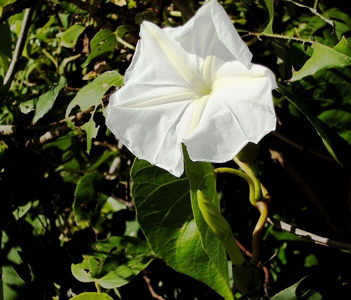 File:899px-Ipomoea macrantha.jpg