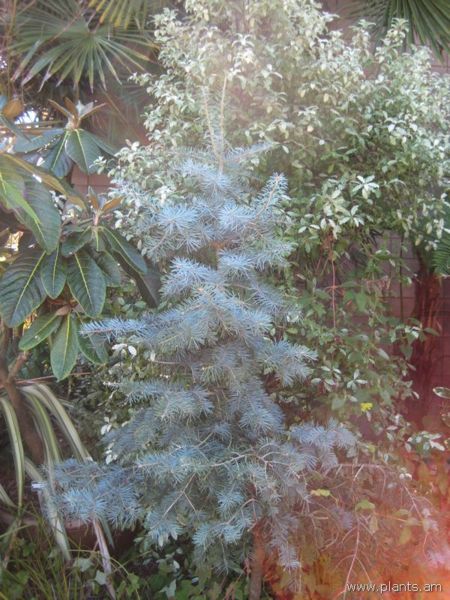File:Abies concolor-sherwood blue-IMG 7635 sfbg0308.jpg