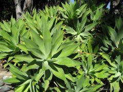 Agave attenuata