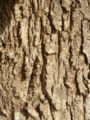 Bark on the trunk of a Casuarina cunninghamiana