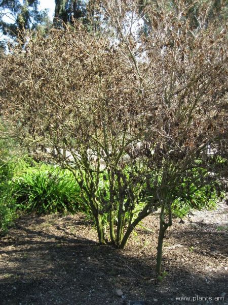 File:Cestrum warscewiczii-IMG 0825 hunt07.jpg