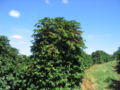 Coffee (COFFEA ARABICA) Trees in Plantation of Brazil