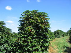 Coffea arabica trees in Brazil