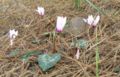 Cyclamen persicum